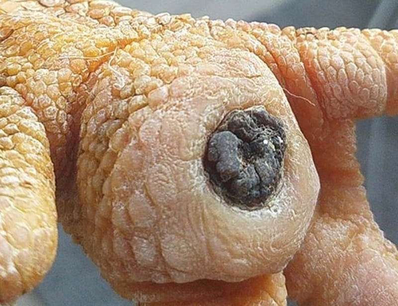 Ké gà đá là tình trạng dưới lòng bàn chân của gà có vết thương sưng lớn