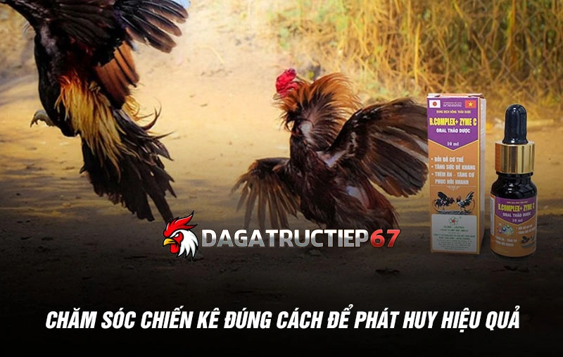 Chăm sóc chiến kê đúng cách để phát huy hiệu quả